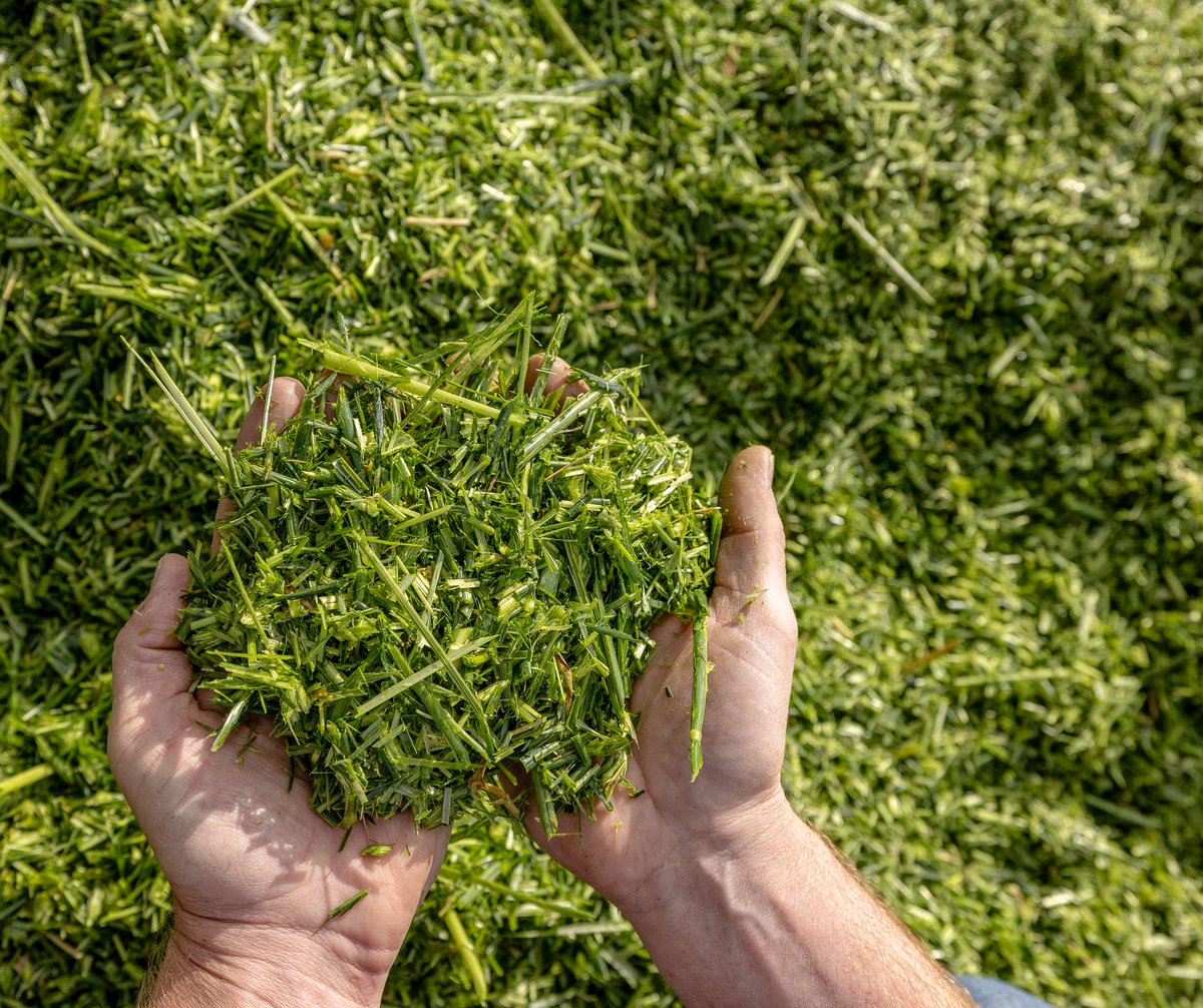 KWS Canada tweet media