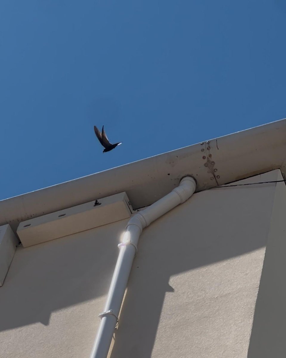 University_Gibraltar tweet media