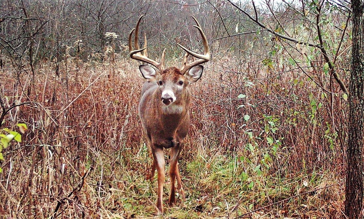 agemydeer's tweet photo. Your son asks why you passed that 8-pointer. Now you can show him the age data and teach him patience pays off: https://t.co/mCFYvy43vT #TeachingMoment #BuckAge #HuntingLessons #Patience #YouthEducation https://t.co/LdrIYZPOrE