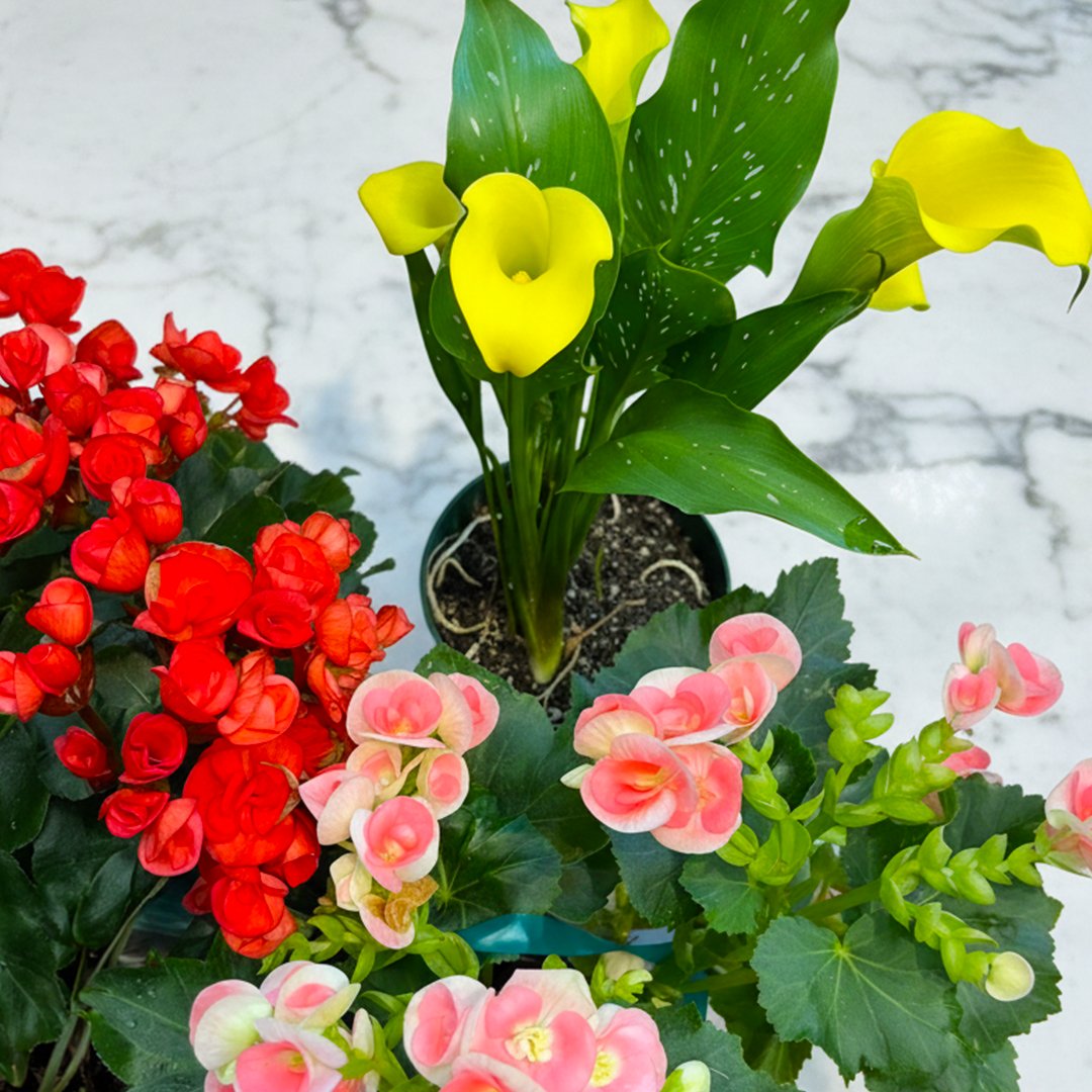 riveroaksph's tweet photo. Color in every corner 🌼🌿
From cheerful calla lilies to soft pink tones, these plants bring warmth and beauty to any space.

📍6103 Kirby Dr, Houston, TX 77005
📍1201 Birdsall St, Houston, TX 77007

#RiverOaksPlantHouse #ROPH #houstonflorist #houstonplanthouse #springflorals https://t.co/giaafk66u3
