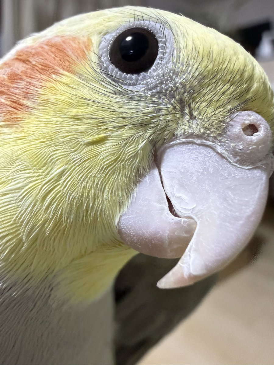 wings74127's tweet photo. #TLに鳥のドアップ画像をあげて人々を幸せにしよう計画
#オカメインコ #Cockatiel https://t.co/dVQyHpKOOG