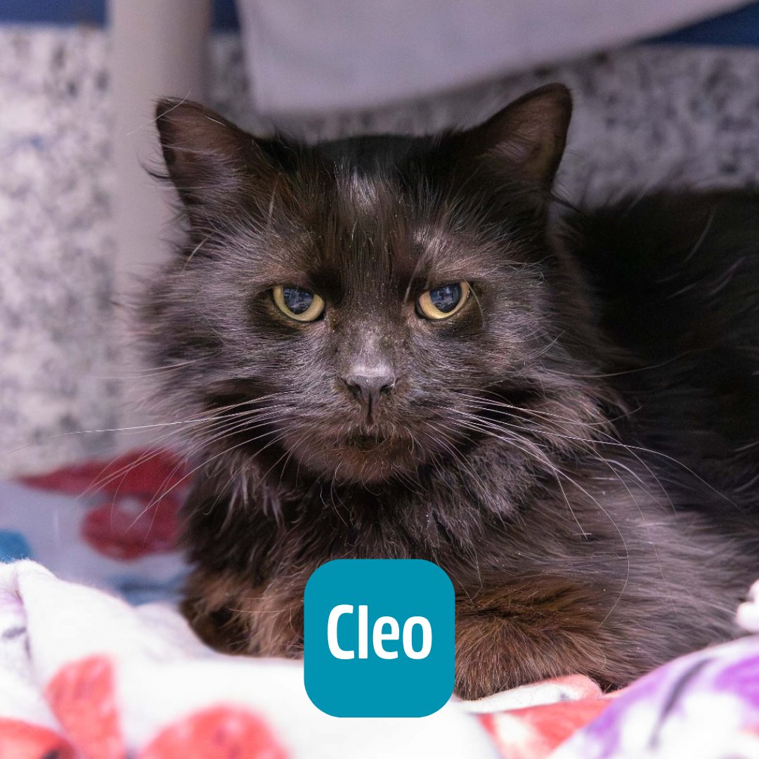 Lake Humane Society tweet media