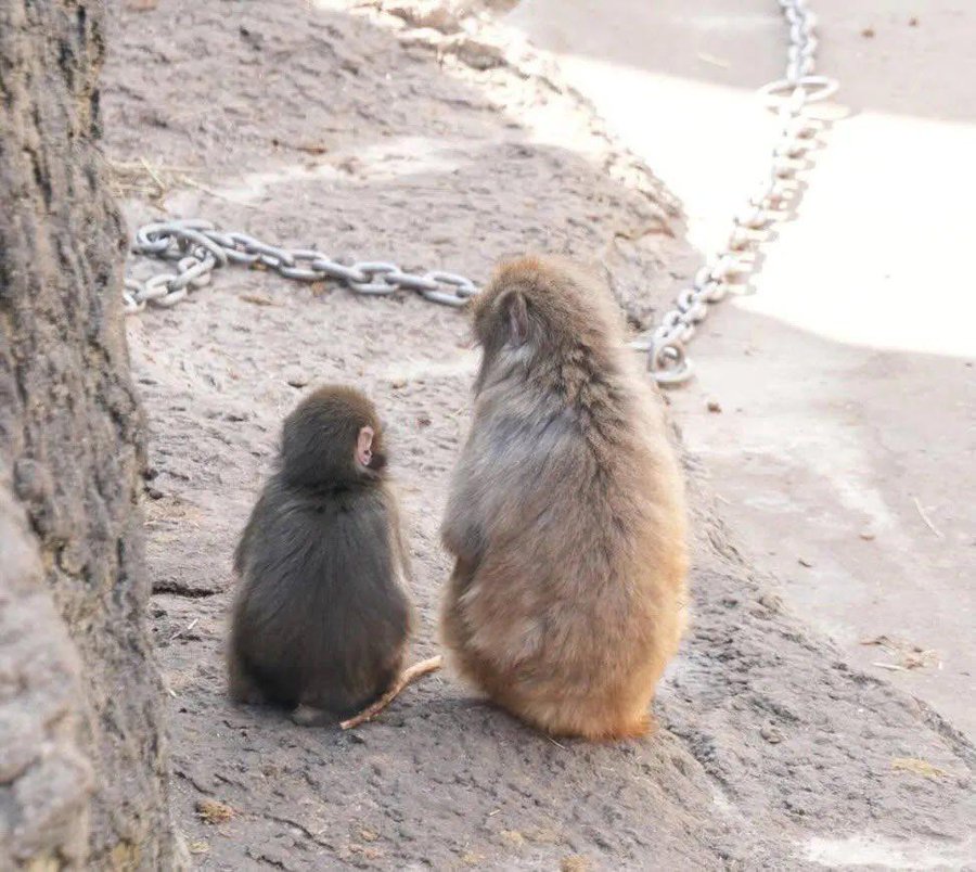 aigare01's tweet photo. 【朗報】パンチくん、友達ができた模様…🥹

号泣しました。
#パンチくん  #市川市動植物園 https://t.co/710knJ8iFp
