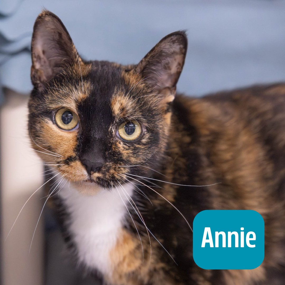 Lake Humane Society tweet media