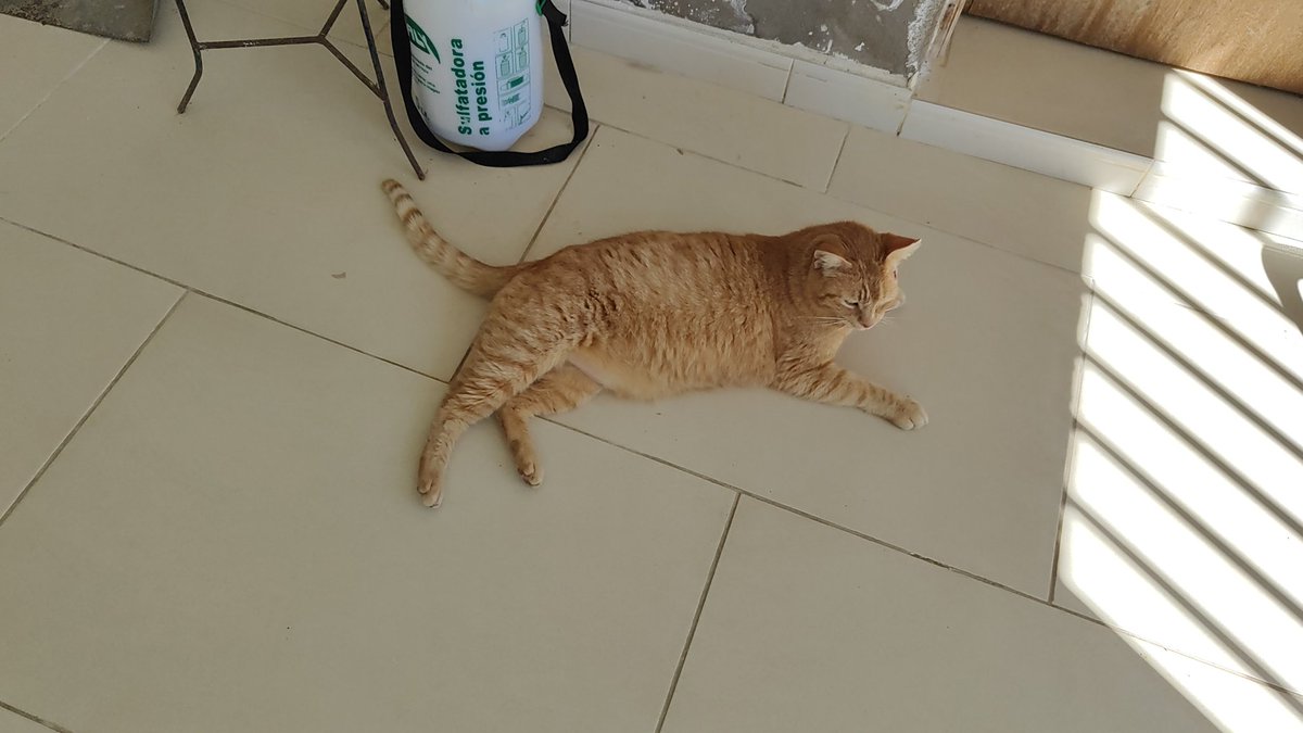 Hoy ha sido una mñn intensa. Me encontré a este gatito así. Lo he llevado al veterinario. Aquí lo tengo para cuidarlo. Tiene leucopenia, así que no lo puedo tener en casa con los míos. Pero lo cuidare o busco familia. Super mega cariñoso 😽