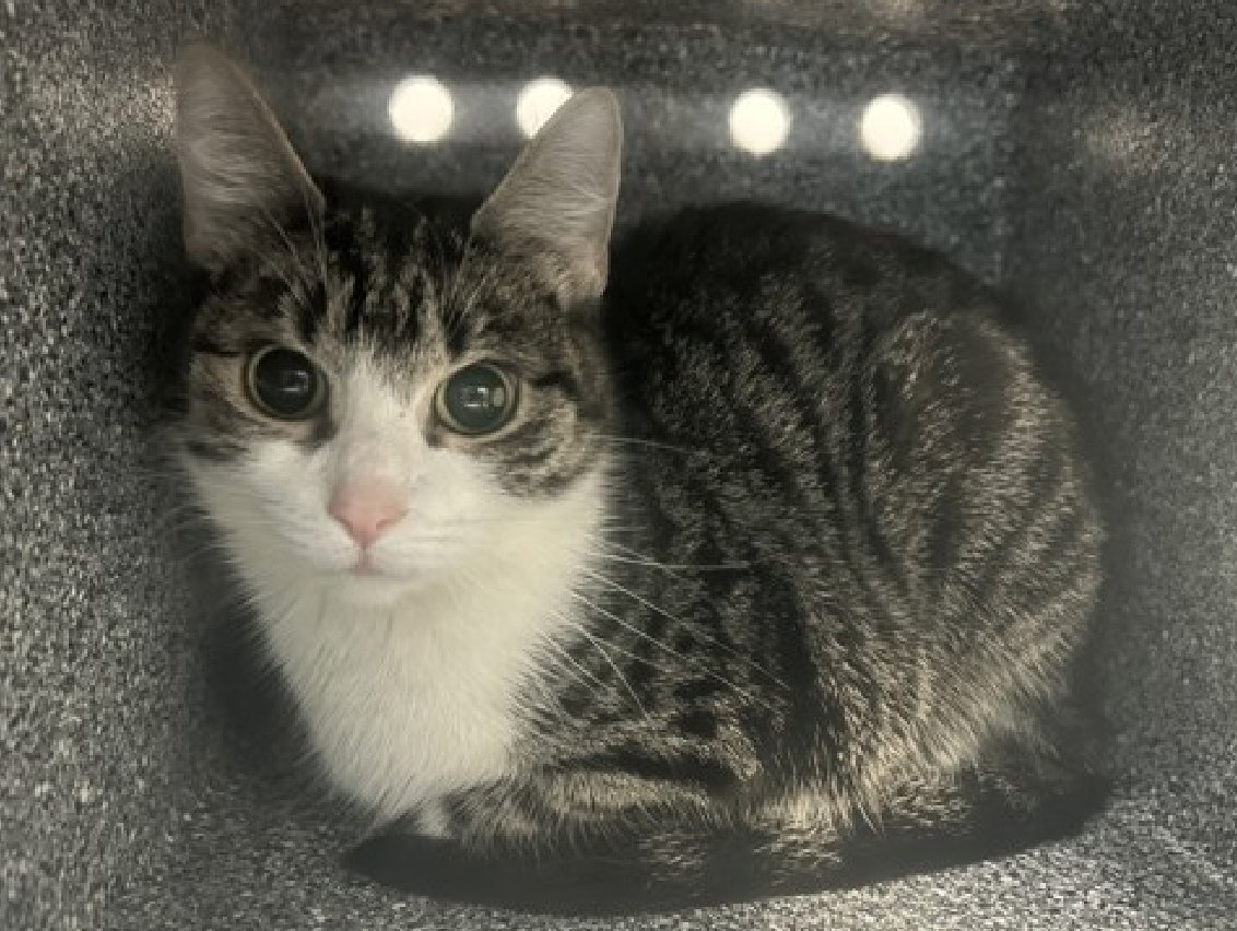 🆘🆘 OREO (ID 246389), 3 YO, FEMALE –  IN MANHATTAN ACC - came into the shelter as an  owner surrender on 1/27/2026, with the surrender reason stated as animal behavior - aggressive towards people.    🆘🆘 😿 😿 😿 😿

➡️TBD 2/21/26

➡️ NEW HOPE PARTNER RESCUE ONLY

➡️ MEDICAL