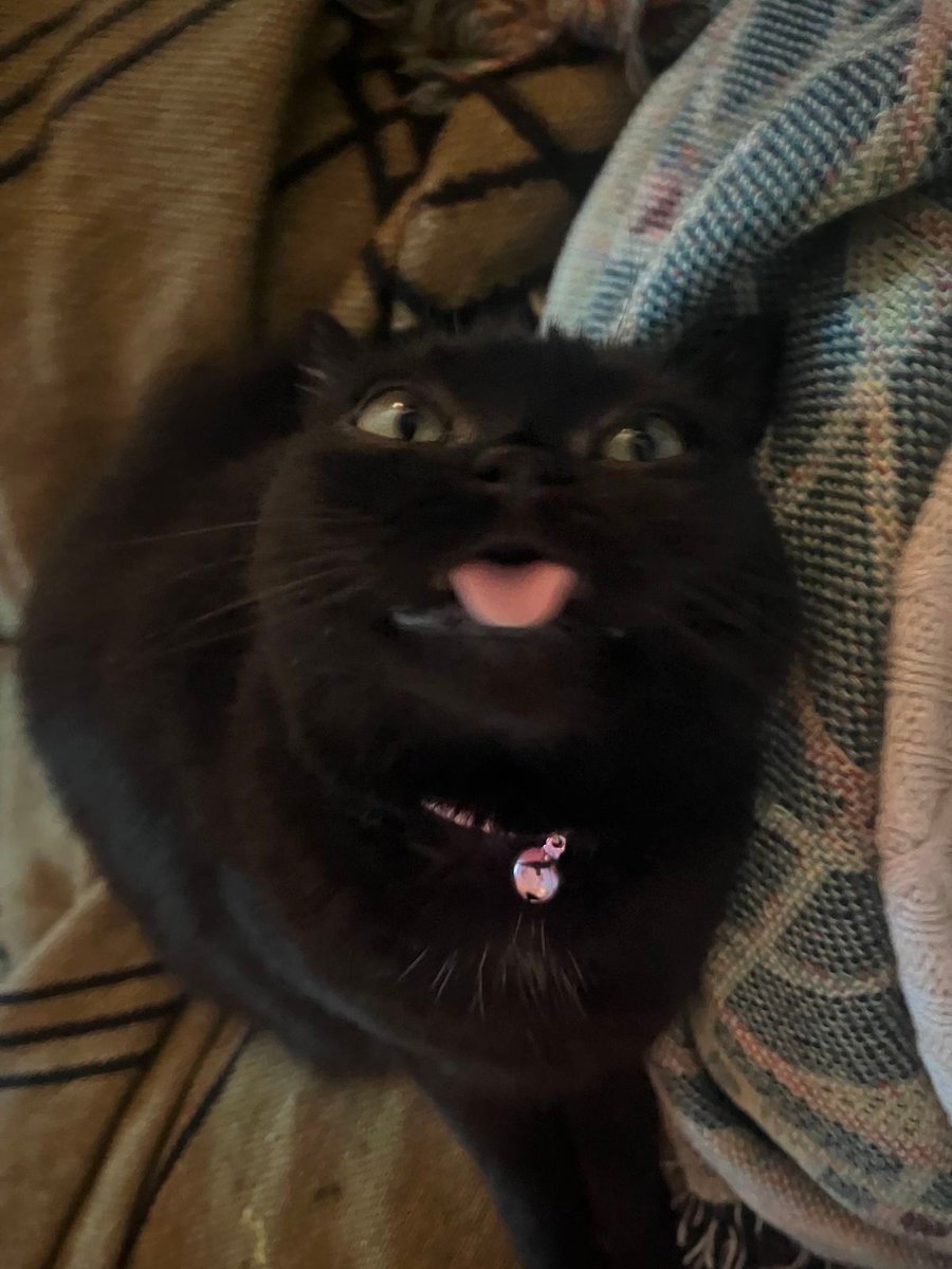 Black cats are not bad luck (@visualscat) on Twitter photo 