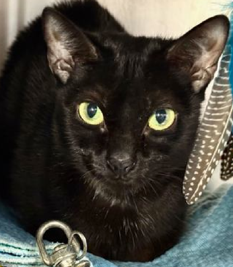JLthekid9999's tweet photo. 🆘🆘 ANU (ID 241179), 4 YO, FEMALE –  IN MANHATTAN ACC - came into the shelter as a return on 1/16/2026.    🆘🆘 😿 😿 😿 😿

➡️TBD 2/21/26

➡️ NEW HOPE PARTNER RESCUE ONLY

➡️ TOO LOW ON PLEDGES TO STIMULATE RESCUE INTEREST

➡️ 🆘🆘  2ND Chance on Emergency Placement List – VERY URGENT – 🆘🆘 😱🔥🔥😱

➡️ 35 DAYS IN SHELTER – TOO LONG – TIME IS RUNNING OUT

➡️ ANU IS ON THE EPL FOR BEHAVIORAL REASONS - Although she has warmed up to staff members, Anu has a multiple bite/scratch history in both of her previous homes without an identifiable trigger. It is in her best interest to move out of the kennel environment and into a stable home as quickly as possible. This designation often means that the cat will be given very little time for rescue/foster/adoption. 🔥🔥🔥🔥

What my friends at ACC say about me: I would do best in a home with only adult humans. I'm a superstar! ❤️ 😻❤️ 😻❤️ 😻

NEEDS OUT OF SHELTER ASAP –

Please RT or pledge, if you can, to save this little one.

@AdamsPaulGrimke

@mehser12

💔😿🙏Thank you