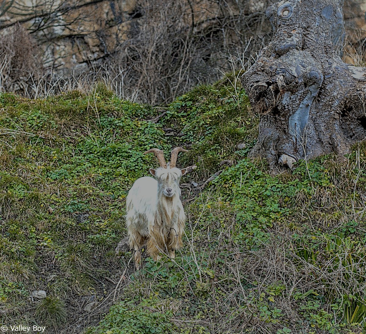 BJRoberts's tweet photo. On Llandudno Great Orme this damp February morning, I bumped into Sinead - obviously an avid Corrie fan. @Ruth_ITV @WalesCoastPath @NWalesSocial @northwaleslive @OurWelshLife @northwalescom @AllThingsCymru #Llandudno #GreatOrme #KashmiriGoat #Sinead #Damp #FebruaryMorning #Wales https://t.co/FzFeNeZRVT