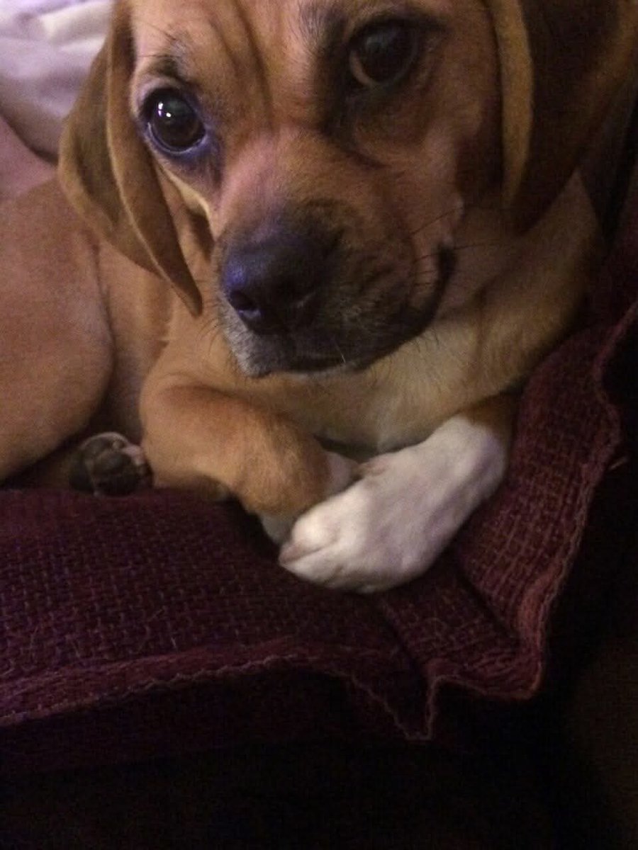 Justine kerrigan tweet media