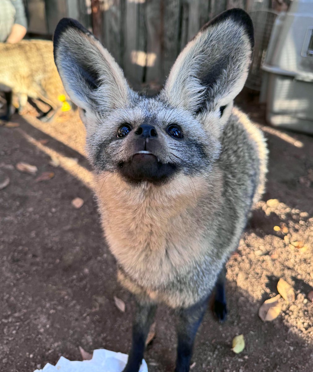 Happy $3 Thursday! All zoo admissions are only $3 each today. Plus, $3 treat options. 🌭🍿

We’re also offering free admission to EBT/SNAP cardholders (with ID) and up to three additional family members on Thursdays through February.

📸: Bat-eared fox Fern by keeper Taylor M