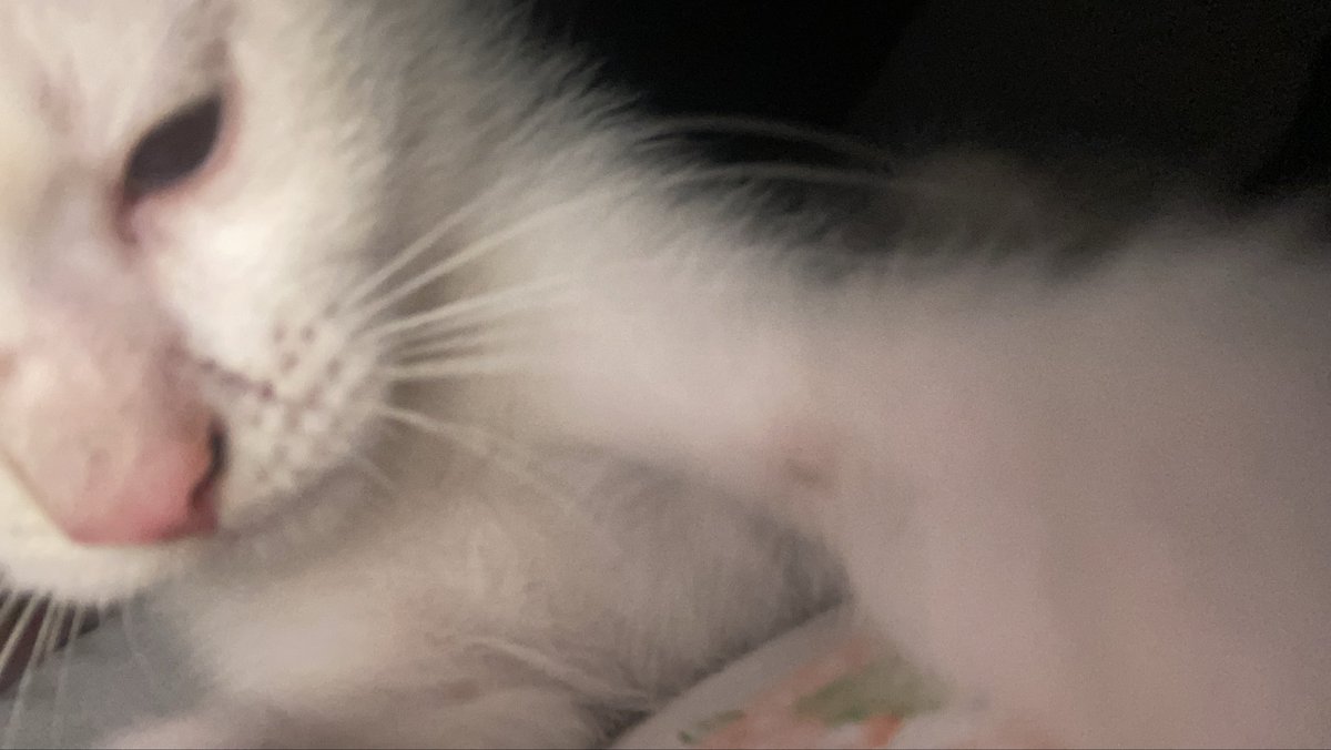 samswft_'s tweet photo. passei tres dias longe da peste e agr ele dorme em cima do meu ombro, nas minhas costas, no meio da minha conchinha, amo essa coisa https://t.co/RcZWxXZYjh