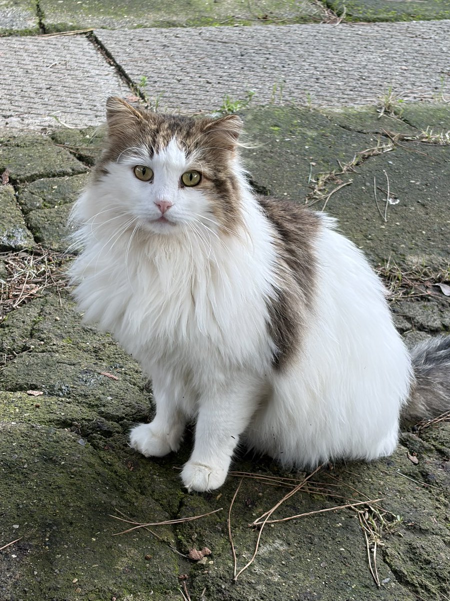 amici_da's tweet photo. Rinnovo l'appello per trovare quanto prima una famiglia a BYRON gatto bellissimo dolce che ama essere spazzolato ..in genere questo gatti maestosi a pelo lungo si comprano e anche a caro prezzo..lui è gratis..!! 2/3 anni sterilizzato fiv positivo https://t.co/SuNxsAGrHZ