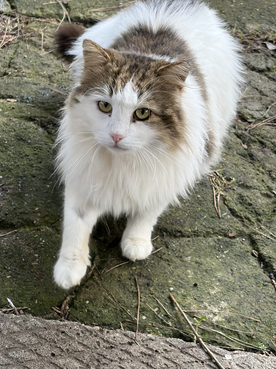 Rinnovo l'appello per trovare quanto prima una famiglia a BYRON gatto bellissimo dolce che ama essere spazzolato ..in genere questo gatti maestosi a pelo lungo si comprano e anche a caro prezzo..lui è gratis..!! 2/3 anni sterilizzato fiv positivo