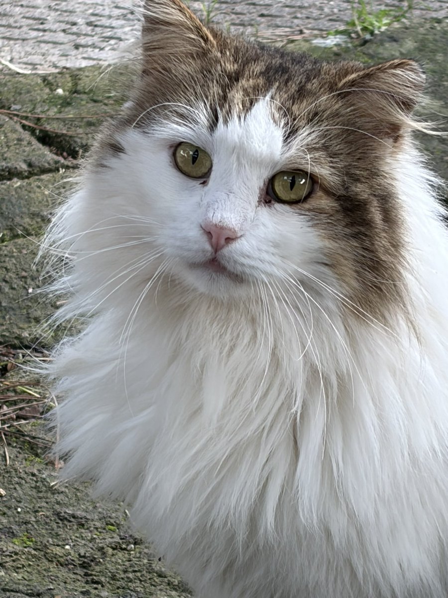 amici_da's tweet photo. Rinnovo l'appello per trovare quanto prima una famiglia a BYRON gatto bellissimo dolce che ama essere spazzolato ..in genere questo gatti maestosi a pelo lungo si comprano e anche a caro prezzo..lui è gratis..!! 2/3 anni sterilizzato fiv positivo https://t.co/SuNxsAGrHZ