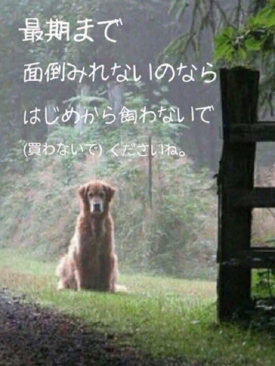 動物には裏切る汚い心はありません！人間に裏切られてどれほど悲しいか？動物は人間のオモチャでもお金儲けの道具でもなく、愛し愛される愛おしい綺麗で純粋な心。を持っています。
その心も身体も傷つけないで‼️
