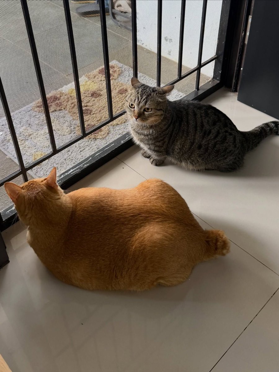 mino: hyung ngaku, apa aku yang bilang ke mamak
simba : …
mino : makk, hyung mokel!!!
simba : apasih minoo 
#simbasaekkiya