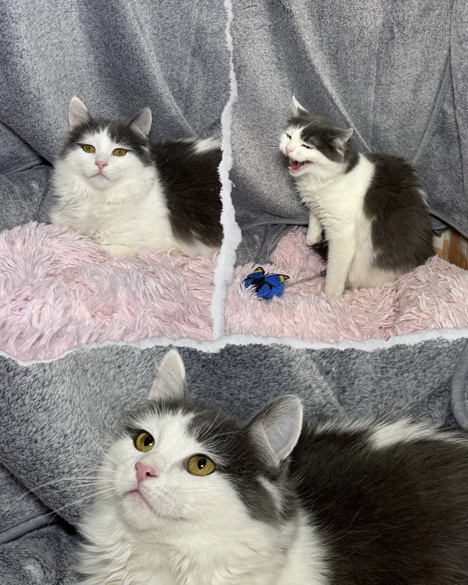 MurchikiUa's tweet image. Подивіться на Мілко
Так так, ми теж спочатку подумали, що це мадам, але ні, це дуже ніжний хлопчик, на доторк, наче з ангори.

Він такий тендітний, що хочеться дуже обережно принести його додому і дати самому обрати час для доторків.

Попав до нас восени з братиком. Тепер він