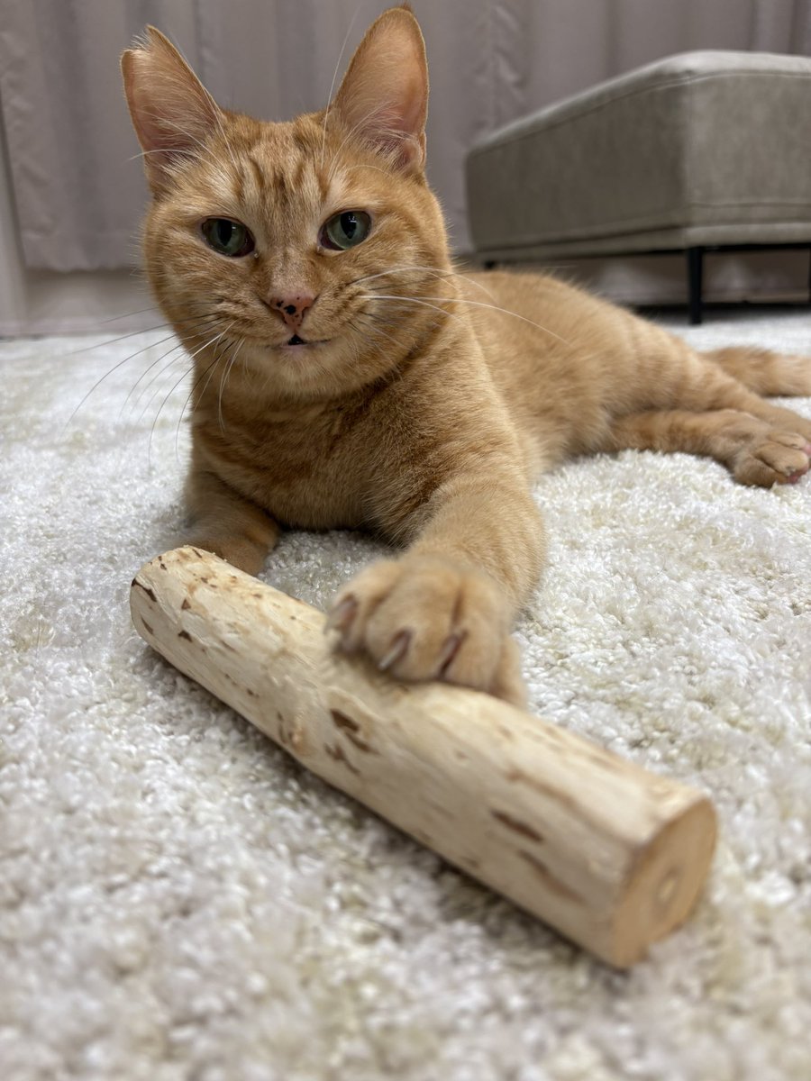 091423__'s tweet photo. 😼この顔なのかわいい https://t.co/u5tv1mf3D4