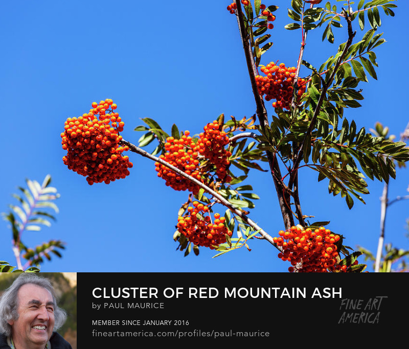 apollo0300's tweet photo. Cluster of Red Mountain Ash Berries
https://t.co/atln42uKSr
#autumn #colorsoffall #alps #frenchalps #fruits #berries #redberries #artforsale #buyintoart #fineart #giftidea #giftideas #homedecor #photography #SupportArtists #wallart #FindYourThing https://t.co/B8yQ8HrL9R
