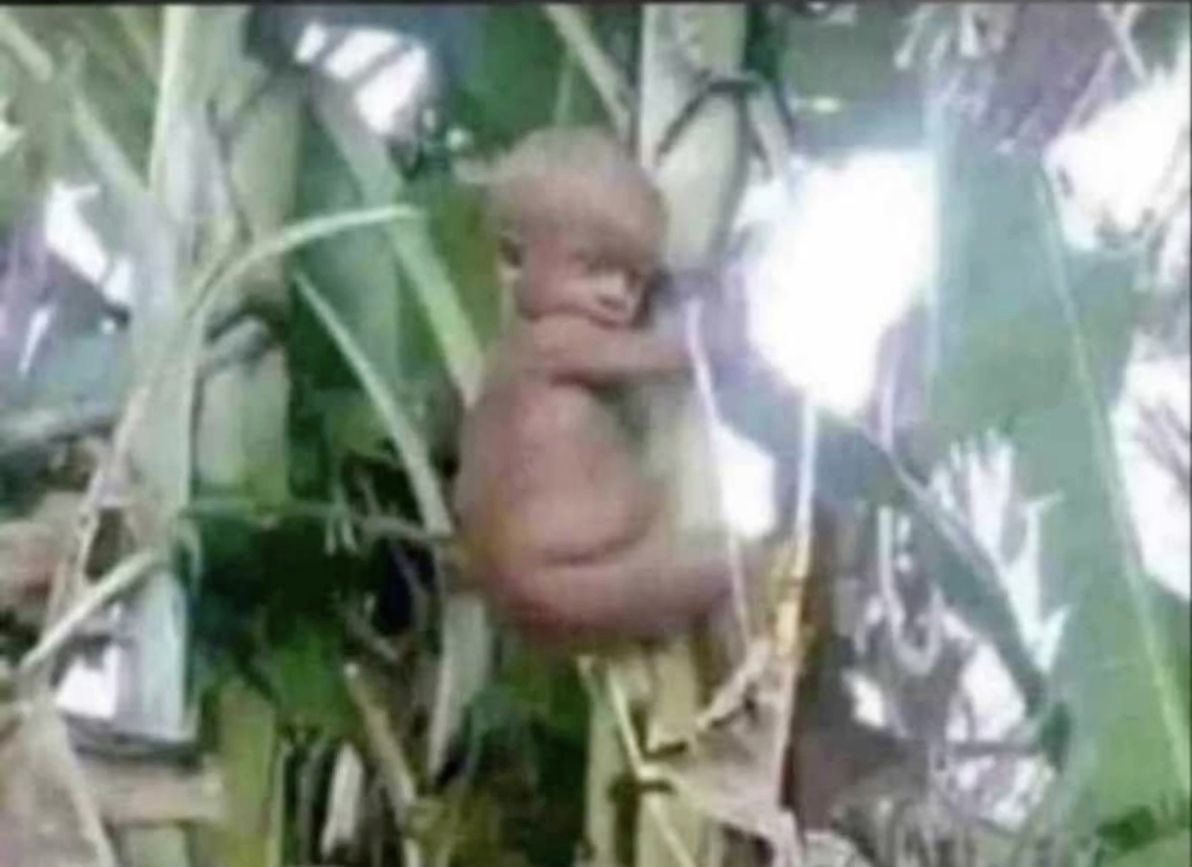 if Nigeria no better I no go come down?