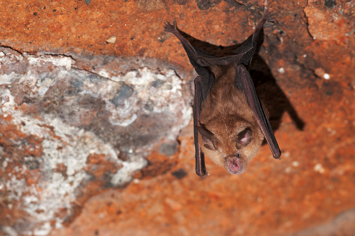 networknnb's tweet photo. 🐸🐍Scopriamo anfibi e rettili, medi e grandi mammiferi, pipistrelli e uccelli. Progetto #DigitAP sostenuto dal @MASE_IT  #PNRR sono in corso le attività raccolta dati #fauna #selvatica nei Parchi 🇮🇹 
@networknnb 
@ISPRA_Press 
https://t.co/9msQgXrlug https://t.co/FVII0Begrb