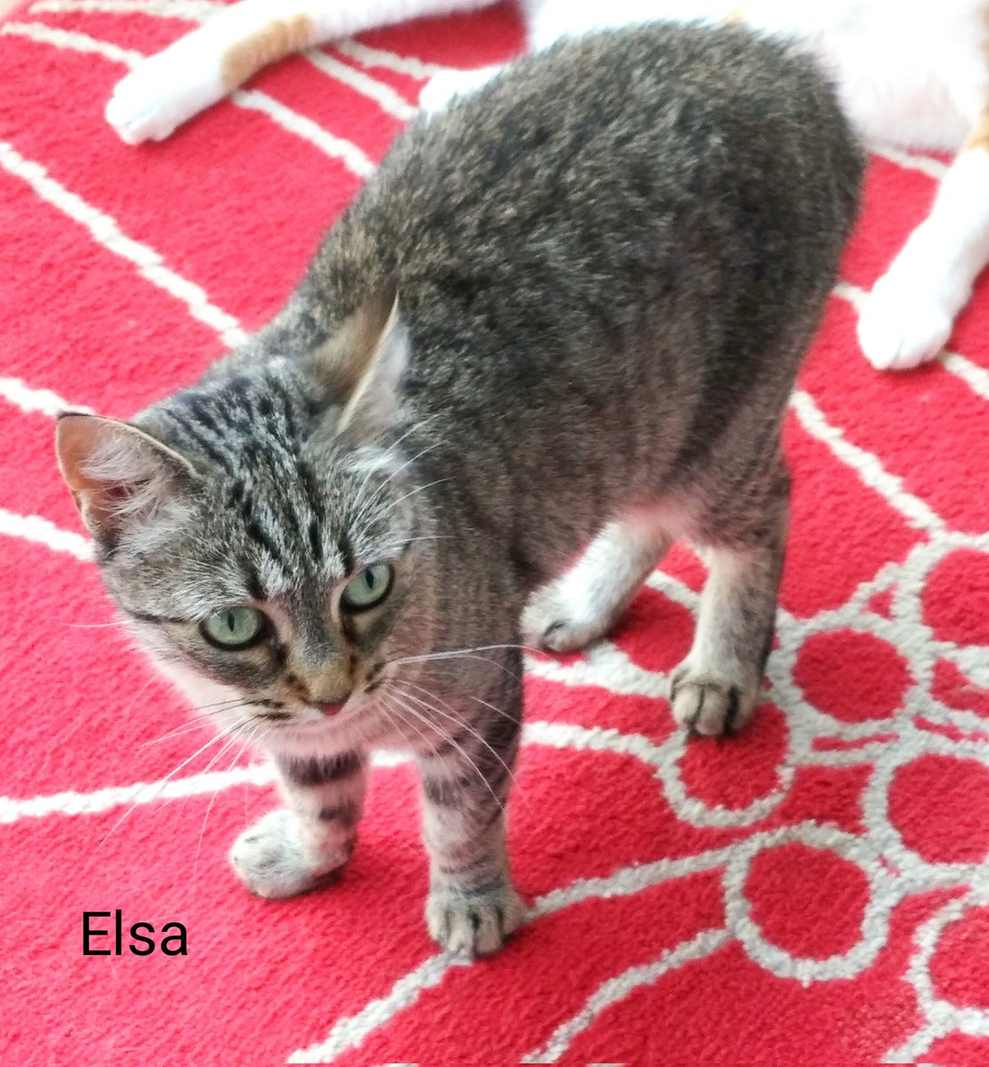 IsabelleBM1's tweet photo. @LisaAtThePort @OdieOrville My first cat, Chipie, was also a brown tabby cat. I had so many after her: for the tabbies, there was Tigger, Isidore (the KING of sausages😹) and Elsa. All rescued from the street... https://t.co/IamwHibnkE