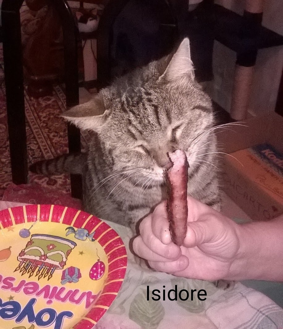IsabelleBM1's tweet photo. @LisaAtThePort @OdieOrville My first cat, Chipie, was also a brown tabby cat. I had so many after her: for the tabbies, there was Tigger, Isidore (the KING of sausages😹) and Elsa. All rescued from the street... https://t.co/IamwHibnkE