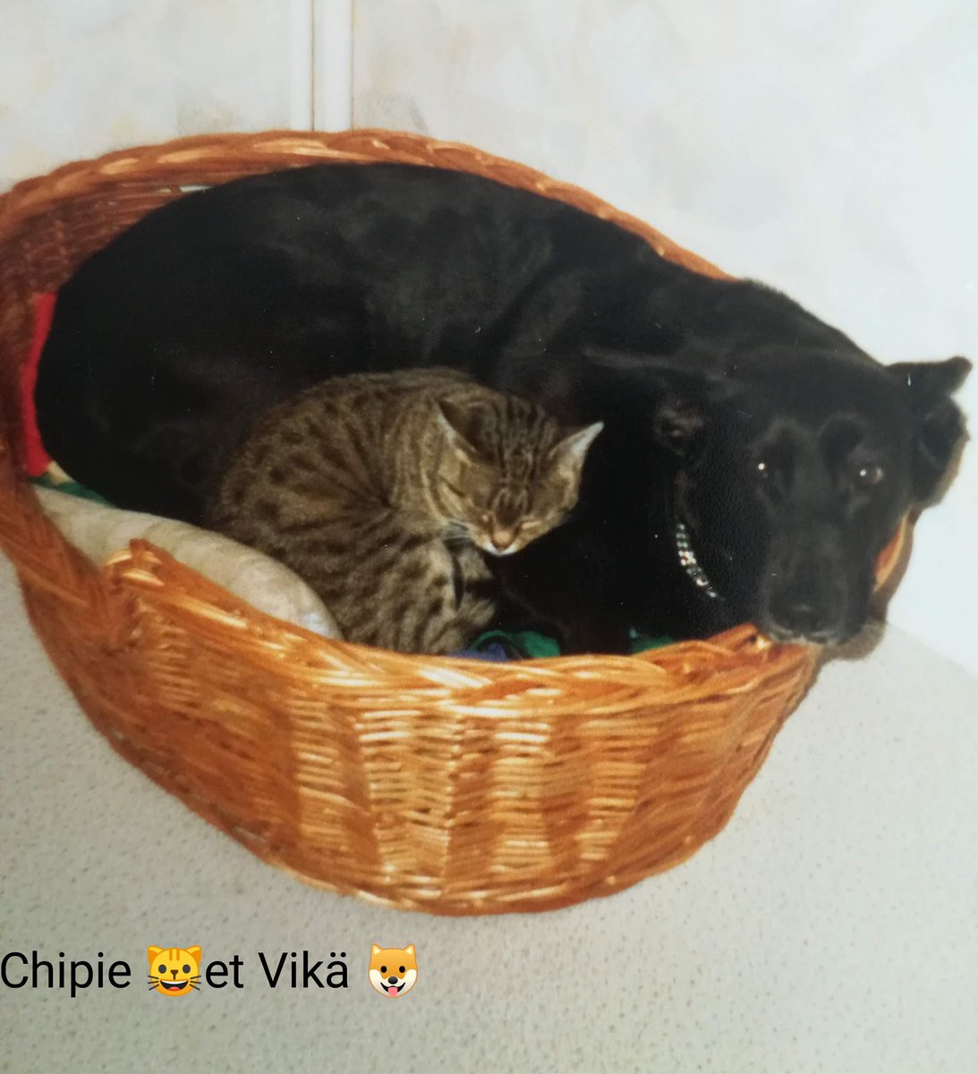 IsabelleBM1's tweet photo. @LisaAtThePort @OdieOrville My first cat, Chipie, was also a brown tabby cat. I had so many after her: for the tabbies, there was Tigger, Isidore (the KING of sausages😹) and Elsa. All rescued from the street... https://t.co/IamwHibnkE