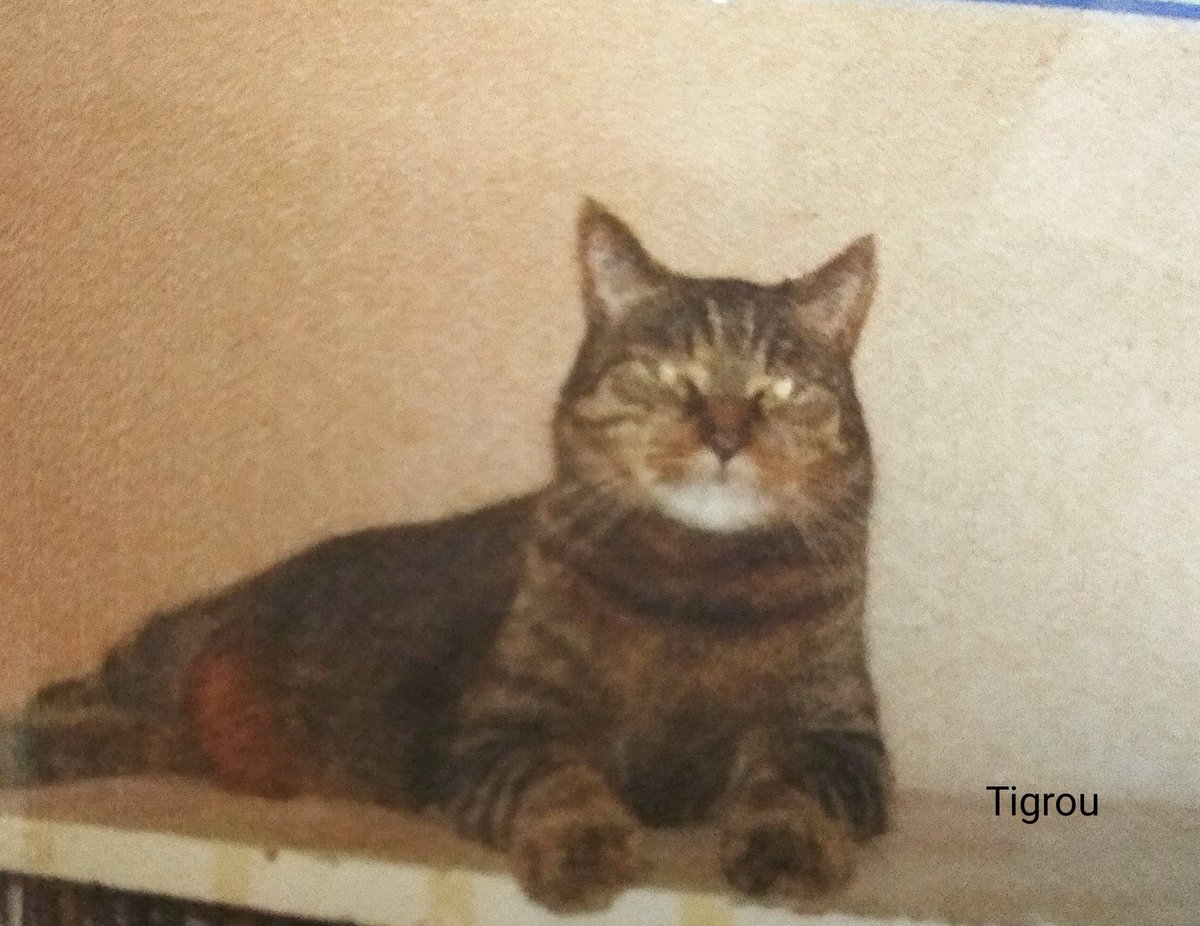 IsabelleBM1's tweet photo. @LisaAtThePort @OdieOrville My first cat, Chipie, was also a brown tabby cat. I had so many after her: for the tabbies, there was Tigger, Isidore (the KING of sausages😹) and Elsa. All rescued from the street... https://t.co/IamwHibnkE
