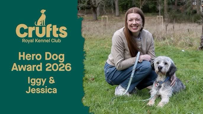 AFAfoundation_'s tweet photo. We are beyond proud of Jess and Iggy for becoming a Hero Dog Finalist at @crufts 2026 🐶🌟

We rescued Iggy from a truly dire situation many years ago, he was unable to walk. Thanks to this incredible community, who fundraised alongside us, we were able to give him life-changing surgery once he arrived into his amazing UK medical foster home ❣️we are so happy he found is forever after with Jess, Seb and Alfie 🐶

And just look at him now. Iggy has gone on to do the most incredible things with Jess, touching so many lives along the way. He is living proof that rescue is so worth it.

His impact on his community is something really special, and we would absolutely love your support to help him win Overall Hero Dog 🐾✨

He’ll be live at Crufts on 8th March, and we’ll share the voting links in our stories now.

Let’s go Iggy ❣️❣️❣️

Link to vote is here:
https://t.co/mbmxfgt7sJ

His full video story is here: https://t.co/AFM4aGkP2V