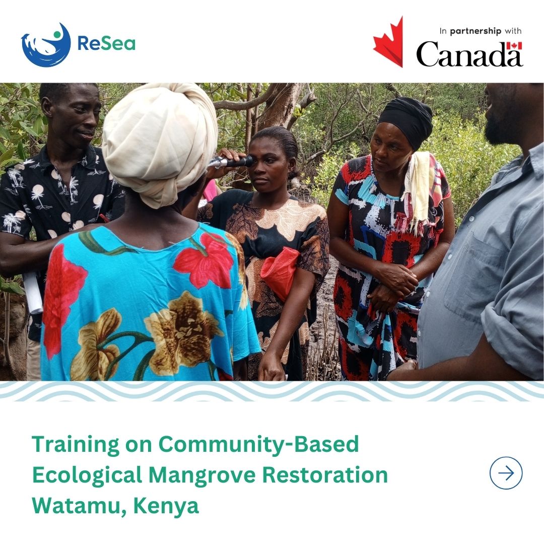 resea_project's tweet photo. In Watamu, Kenya, 50+ Mida Creek community groups strengthened skills in mangrove restoration, leadership &amp; blue economy entrepreneurship.
#ReSeaProject #NatureBasedSolutions #ClimateAdaptation #CommunitiesLead #GreatBlueWall

@CanadaDev @CanHCKenya @KilifiCountyGov https://t.co/FvIqMZboKn
