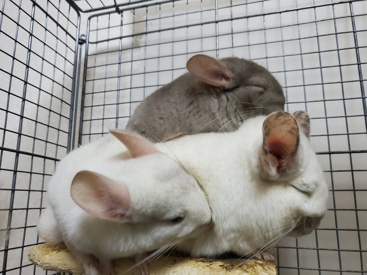 母に群がる娘たち🐹 #チンチラ