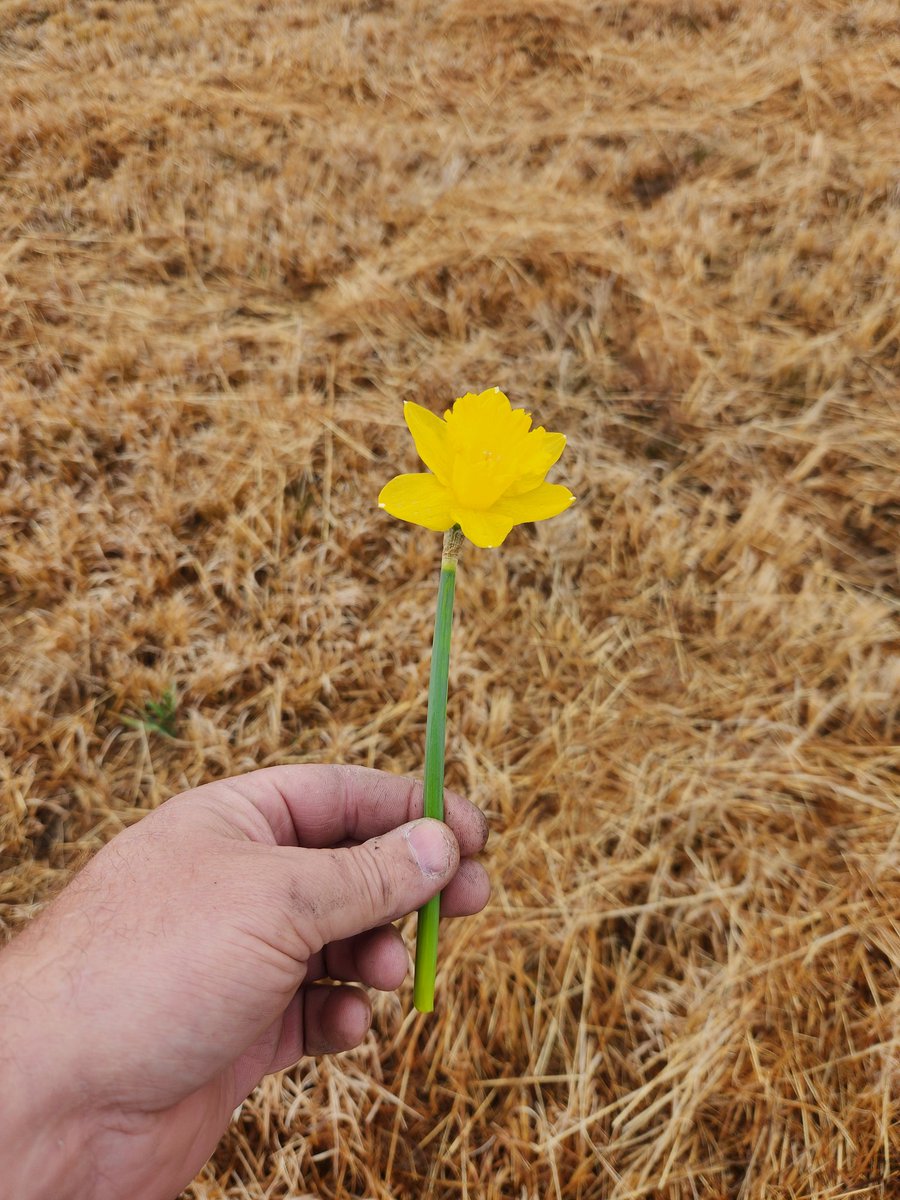 theguardrailguy's tweet photo. Enjoy Hannah's daffodils at exit 56 North on I75 in TN.  We've planted 10,000 bulbs and they are starting to bloom https://t.co/TktlyCbQfG