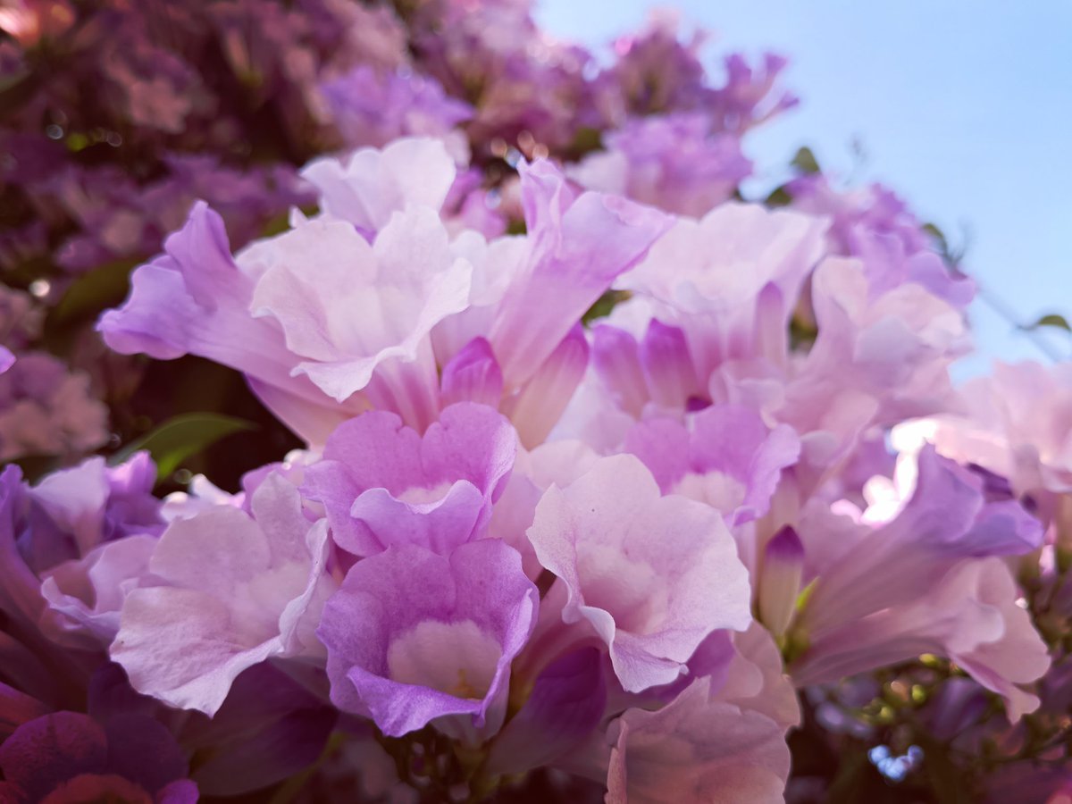 กระเทียมเถาเป็นอีก1สีม่วงสวยๆ