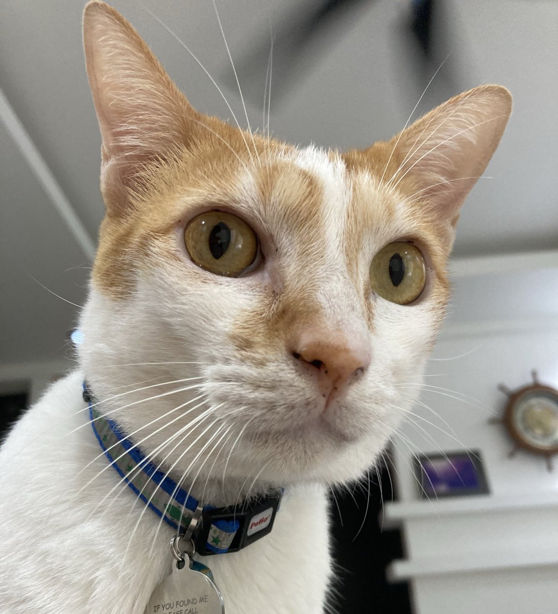 Hmm… the mystery deepens. I must investigate further, meow🧐🤔🤭