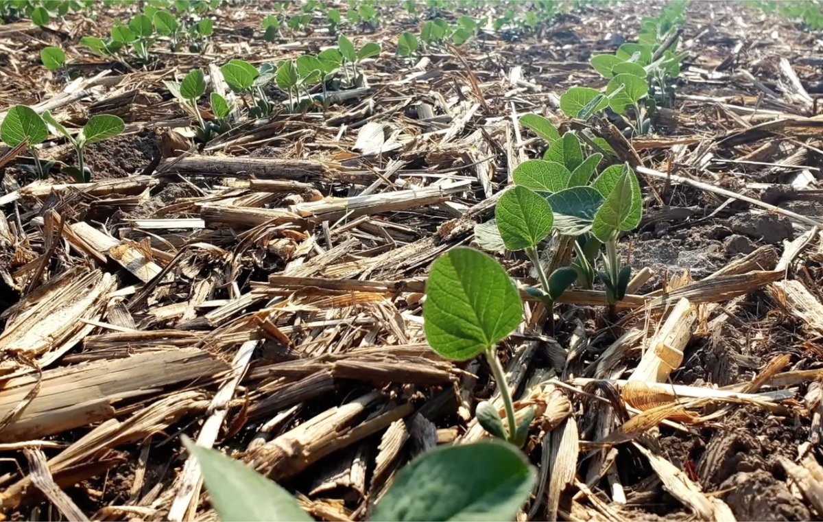 Bernard Tobin tweet media