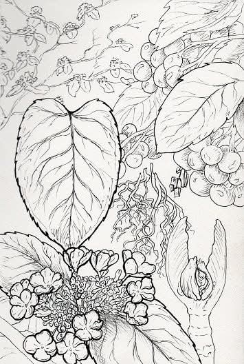 Today's Nature Post is Devil's Shoestring.😄

A member of the Honeysuckle famly, it is known as Hobblebush due to how it's branches reach out to grow along other surfaces and creates a tangle of roots, branches, and leaves. Spiritually, it represents employment and protection

🌿