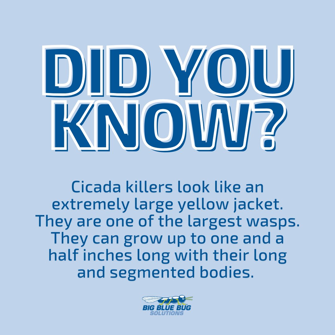 Big Blue Bug tweet media