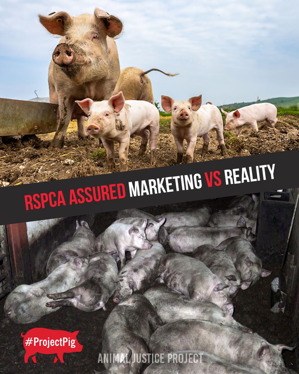 AnimalJusticeProject tweet media