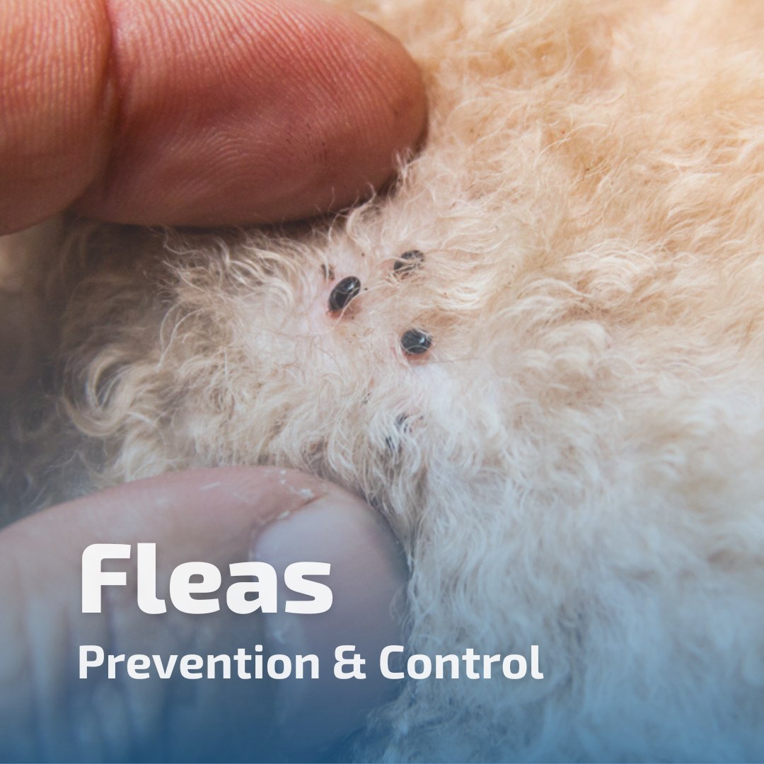 Big Blue Bug tweet media