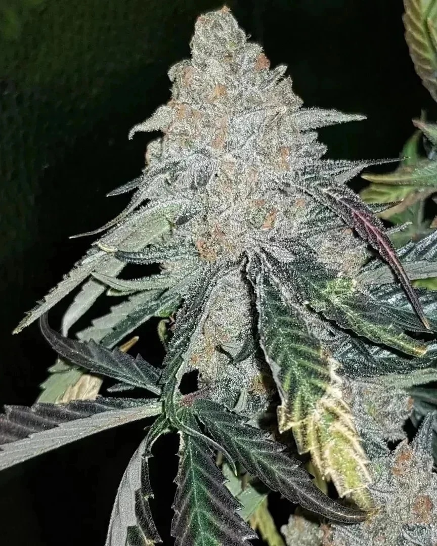 British Cannabis Revival tweet media