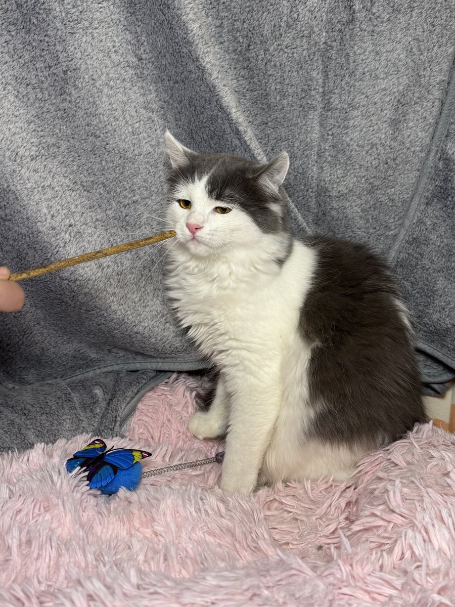 stepanivna_'s tweet image. женщінааа шо ви мені тут тикаєте, ми дім шукати будем??