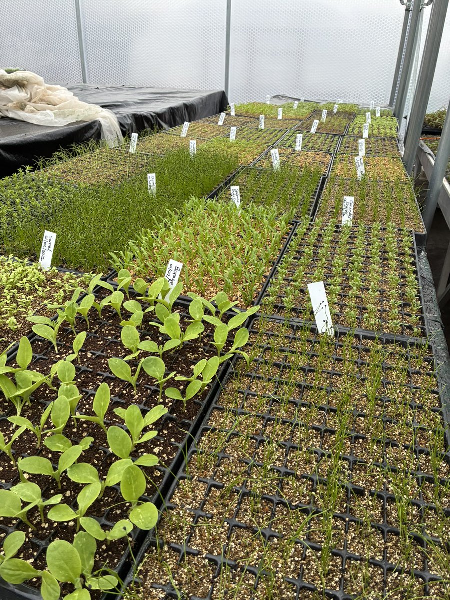 kitchenGarden tweet media