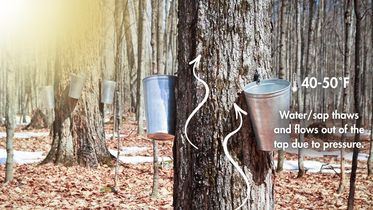 State Foresters tweet media