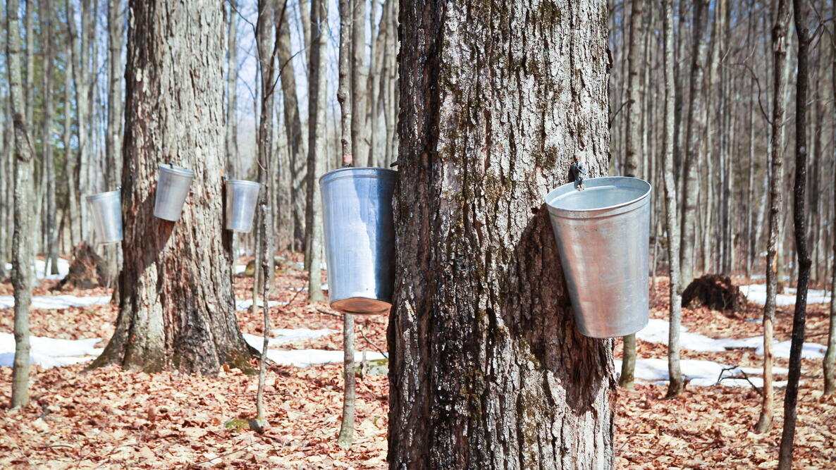 State Foresters tweet media