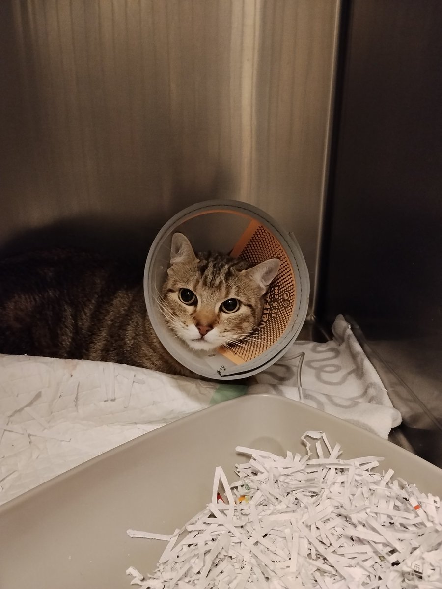 BoubaCie's tweet photo. https://t.co/FusiKiLdBd
Pour cette guerrière , apparemment abandonnée blessée ( plainte prévue le 23/02 )
Merci pour votre aide 😻 https://t.co/FvLLmHHm59