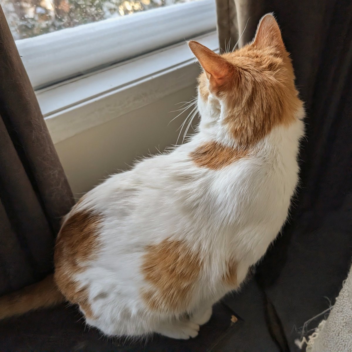 Sunbeam shines
All big and bwite
Da sno be deep
And bery wite

Da cold, it blows
Its bweff I see
As it push hard
Agenst da twee

It warm inside
So heer I stay
Wile waiting for
A nicer day

#CheddarPoetry #Cold #Sno #IAskedForOutButMamaSedNo #IJusWantedToSee #NoYalloSnoToday