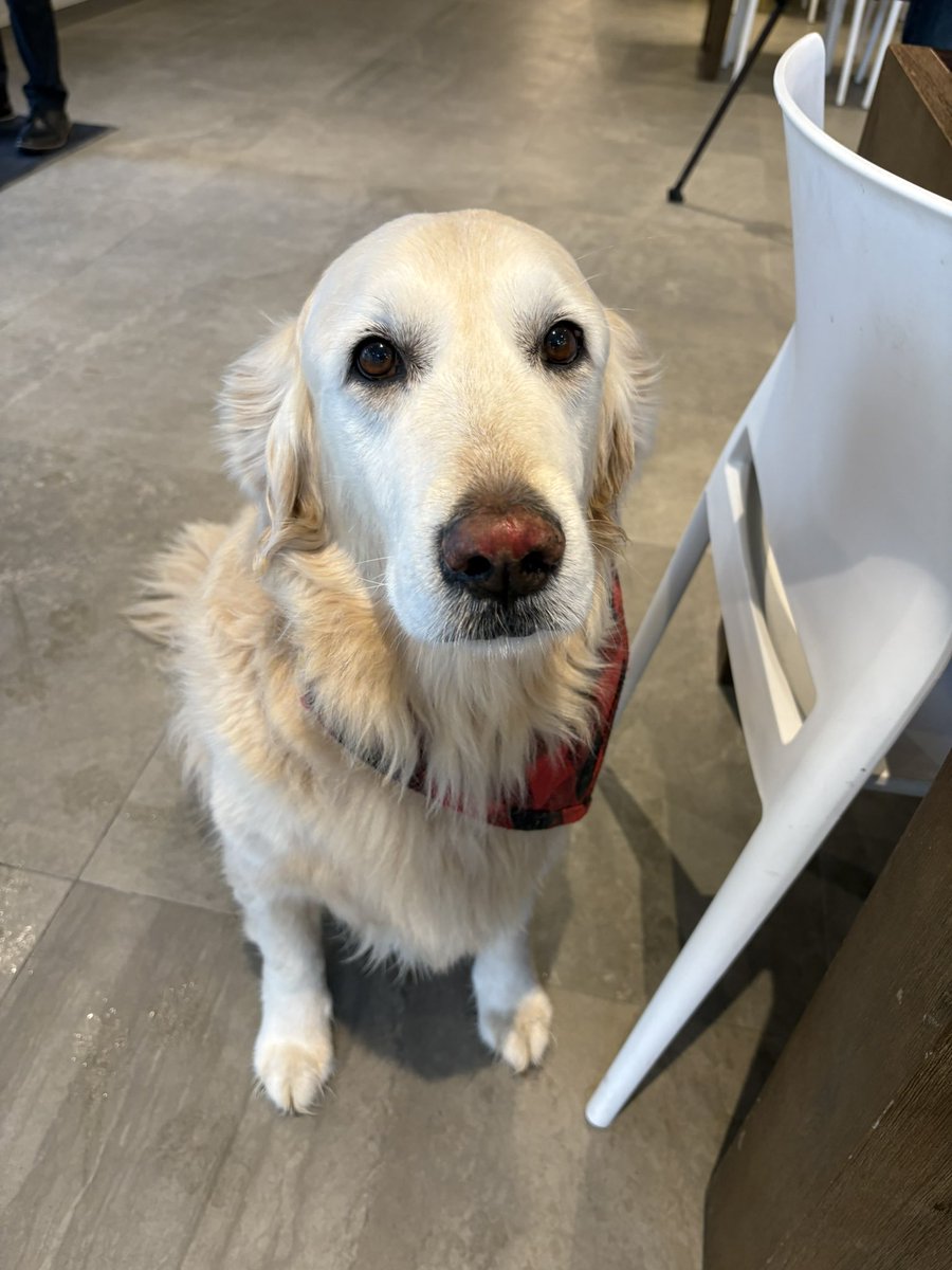 Simone Gavros tweet media