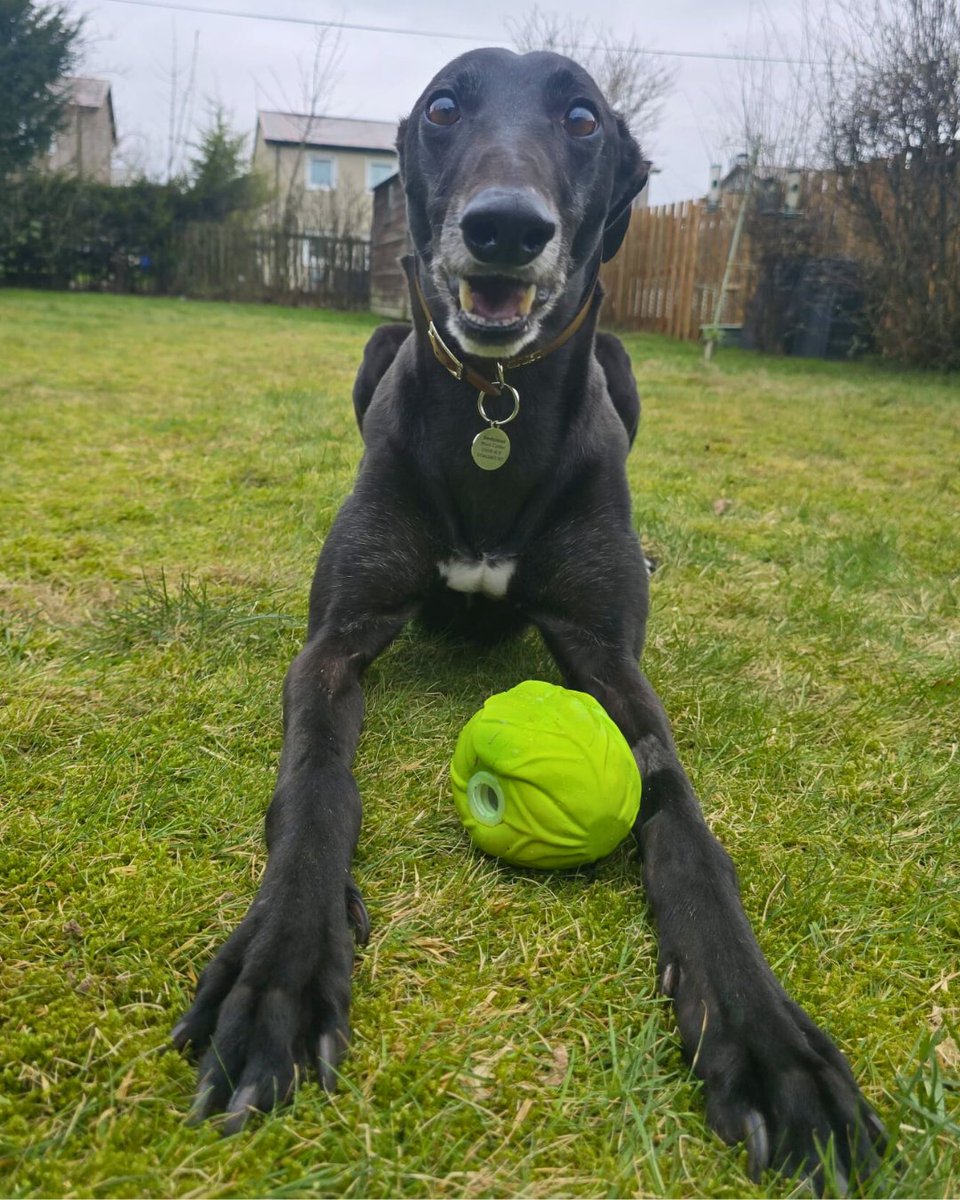 DT_Dundee_'s tweet photo. 💜Lovely Lavender is still waiting to meet her forever family💜

She’s settled brilliantly into her foster home and is really showing her lovely nature.

If you’re looking for a gentle companion with a playful side, this is your sign.

Apply: https://t.co/Evyh9PVnjq

@DogsTrust https://t.co/YkBBtqXuDd